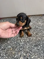 Lottie, a female Miniature Dachshund for sale in Chickasha, OK – 2 of 3
