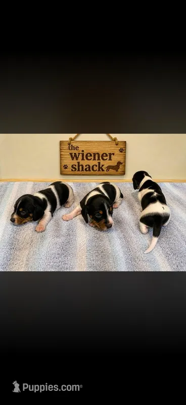 Maxwell  – Miniature Dachshund puppy for sale in Chickasha, OK