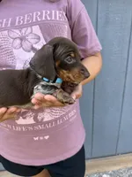 Thumper, a male Miniature Dachshund for sale in Chickasha, OK – 1 of 4