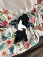 Baxter , a male Miniature Dachshund for sale in Chickasha, OK – 3 of 3