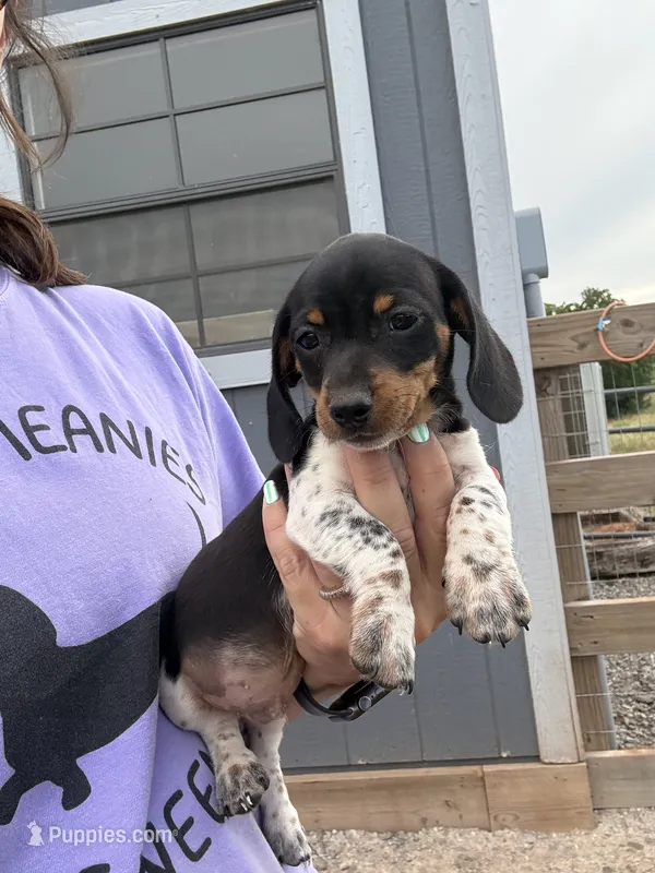 wilson – Miniature Dachshund puppy for sale in Chickasha, OK