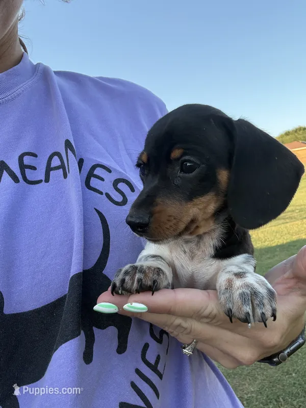wilson – Miniature Dachshund puppy for sale in Chickasha, OK