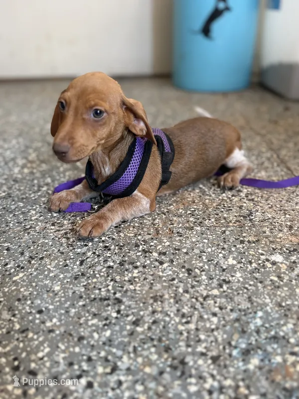 Maxwell – Miniature Dachshund puppy for sale in Chickasha, OK