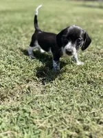 Sadie , a female Miniature Dachshund for sale in Chickasha, OK – 2 of 3