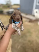 Hondo, a male Miniature Dachshund for sale in Chickasha, OK – 4 of 8