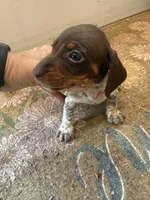 Cookie , a female Miniature Dachshund for sale in Chickasha, OK – 2 of 4