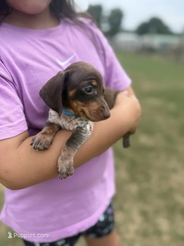 Thumper – Miniature Dachshund puppy for sale in Chickasha, OK