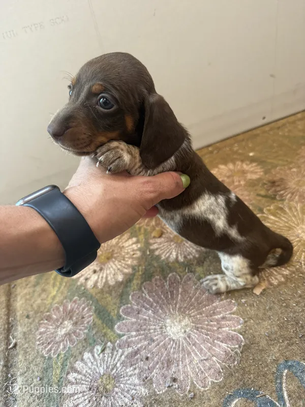 Cookie  – Miniature Dachshund puppy for sale in Chickasha, OK