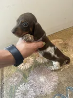 Cookie , a female Miniature Dachshund for sale in Chickasha, OK – 1 of 4