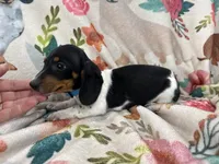 Baxter , a male Miniature Dachshund for sale in Chickasha, OK – 1 of 3