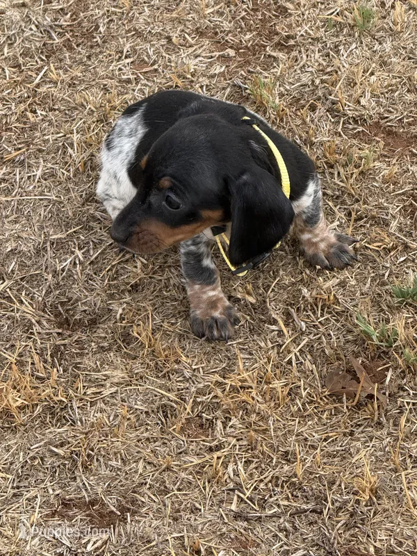 Daisy  – Miniature Dachshund puppy for sale in Chickasha, OK