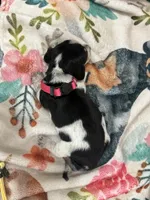 Livie, a female Miniature Dachshund for sale in Chickasha, OK – 4 of 4