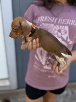 max, a male Miniature Dachshund for sale in Chickasha, OK – 1 of 3