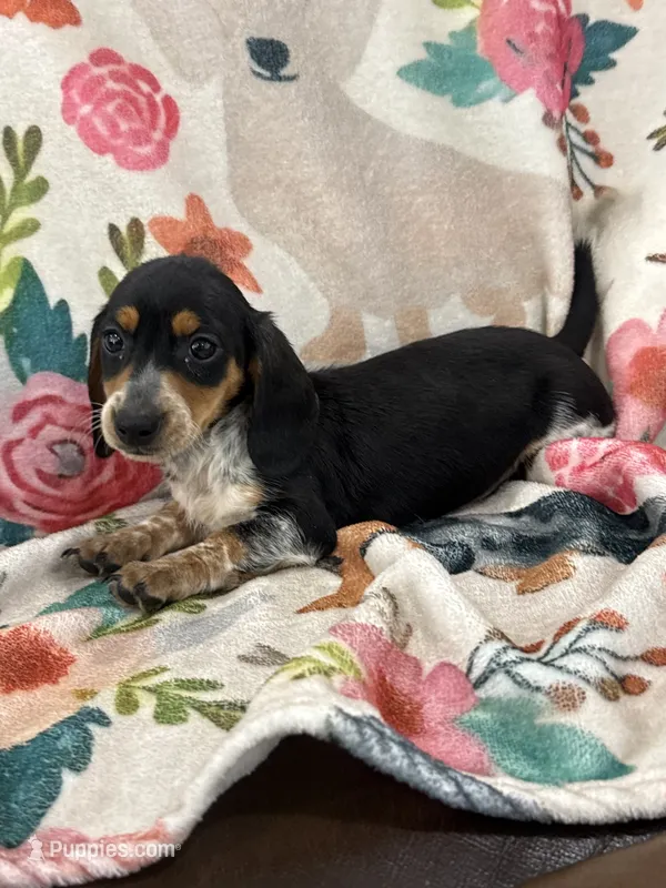 Moose – Miniature Dachshund puppy for sale in Chickasha, OK