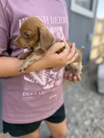 Moose, a male Miniature Dachshund for sale in Chickasha, OK – 1 of 3