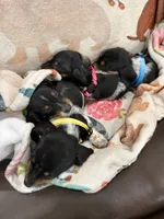Daisy , a female Miniature Dachshund for sale in Chickasha, OK – 4 of 4
