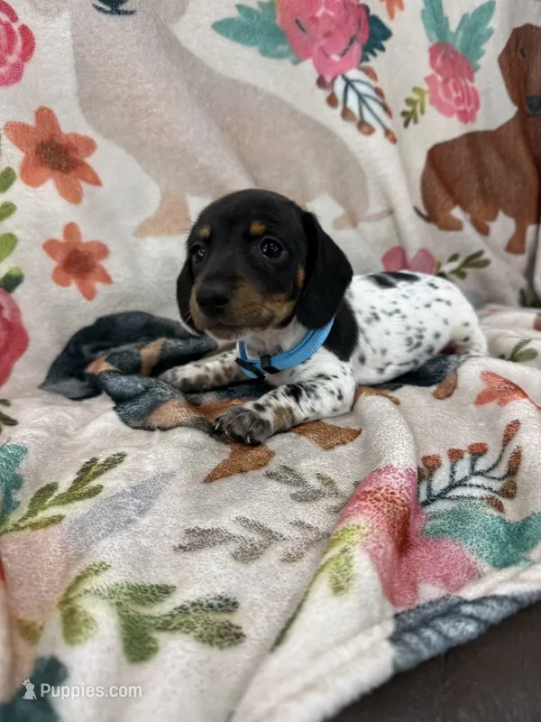 hogg – Miniature Dachshund puppy for sale in Chickasha, OK
