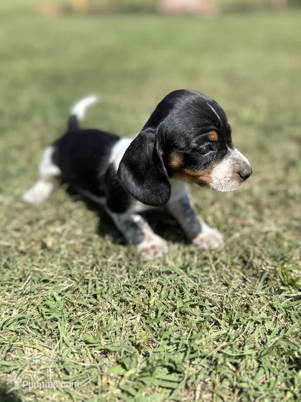 Bo – Miniature Dachshund puppy for sale in Chickasha, OK
