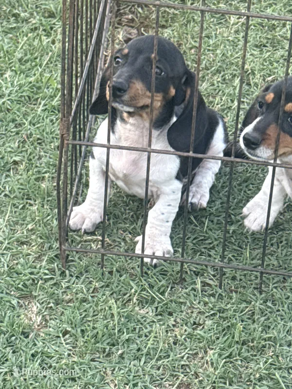 Mac  – Miniature Dachshund puppy for sale in Chickasha, OK