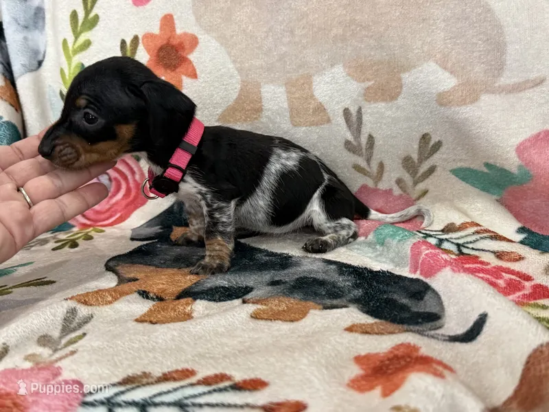 Daisy  – Miniature Dachshund puppy for sale in Chickasha, OK