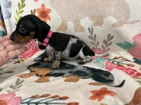 Daisy , a female Miniature Dachshund for sale in Chickasha, OK – 1 of 4