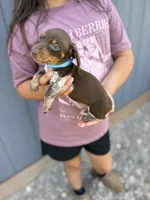 Thumper, a male Miniature Dachshund for sale in Chickasha, OK – 3 of 4