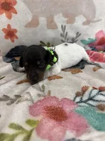hogg, a male Miniature Dachshund for sale in Chickasha, OK – 2 of 3