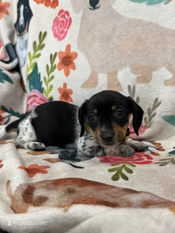 Minnie – Miniature Dachshund puppy for sale in Chickasha, OK