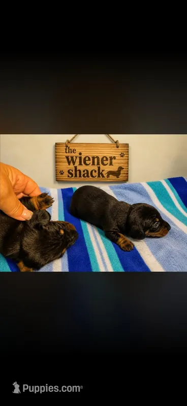 Charlie , a male Miniature Dachshund for sale in Chickasha, OK – 1 of 1