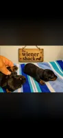 Charlie , a male Miniature Dachshund for sale in Chickasha, OK – 1 of 1