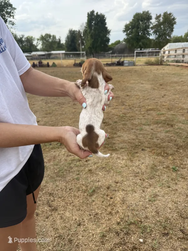 Emma – Miniature Dachshund puppy for sale in Chickasha, OK