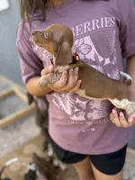 max, a male Miniature Dachshund for sale in Chickasha, OK – 2 of 3
