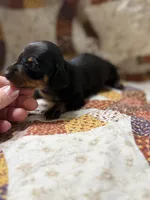 Daisy, a female Miniature Dachshund for sale in Chickasha, OK – Photo 1 of 4