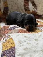 Daisy, a female Miniature Dachshund for sale in Chickasha, OK – Photo 4 of 4