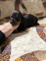 Daisy, a female Miniature Dachshund for sale in Chickasha, OK – Photo 3 of 4