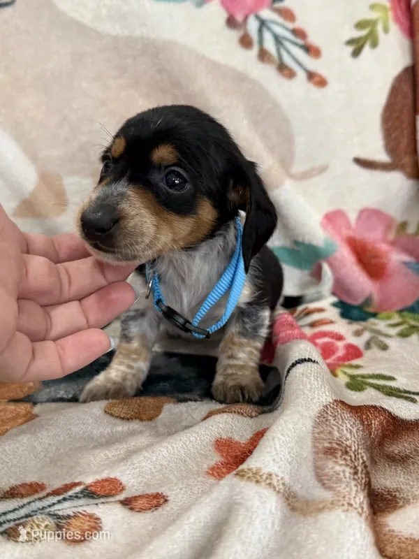 Moose – Miniature Dachshund puppy for sale in Chickasha, OK