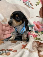 Moose, a male Miniature Dachshund for sale in Chickasha, OK – 6 of 10