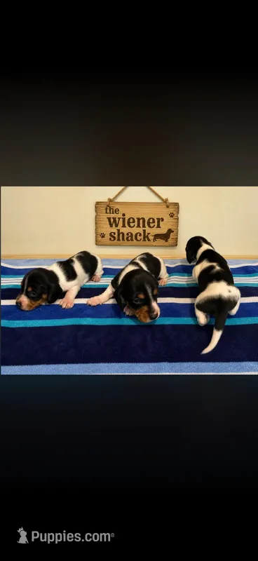 Moose  – Miniature Dachshund puppy for sale in Chickasha, OK