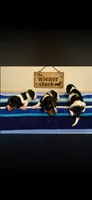 Moose , a male Miniature Dachshund for sale in Chickasha, OK – 1 of 1