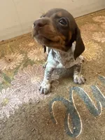Cookie , a female Miniature Dachshund for sale in Chickasha, OK – 4 of 4