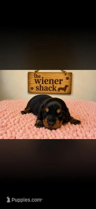 Roxy  – Miniature Dachshund puppy for sale in Chickasha, OK