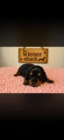 Roxy , a female Miniature Dachshund for sale in Chickasha, OK – 1 of 1