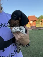 wilson, a male Miniature Dachshund for sale in Chickasha, OK – 3 of 4
