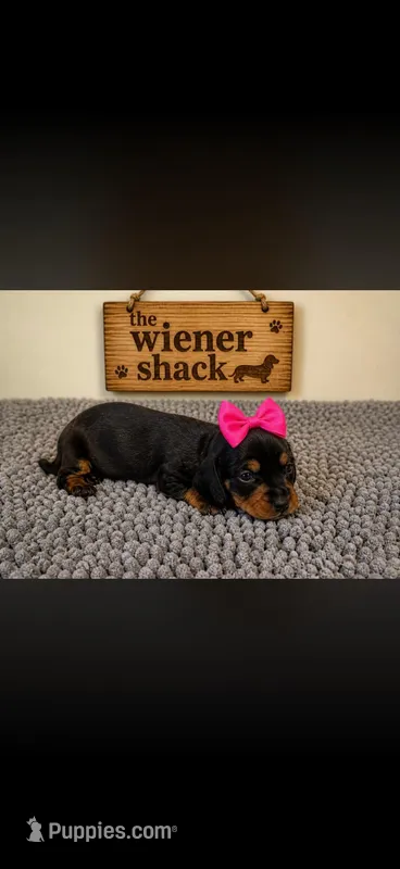 Minnie , a female Miniature Dachshund for sale in Chickasha, OK – 1 of 1