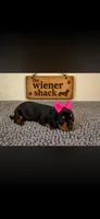 Minnie , a female Miniature Dachshund for sale in Chickasha, OK – 1 of 1