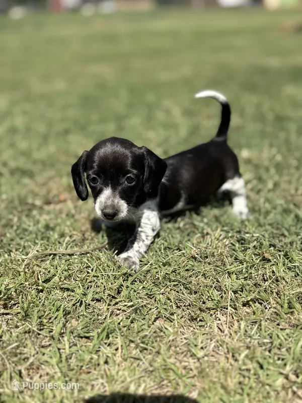 Nelly – Miniature Dachshund puppy for sale in Chickasha, OK