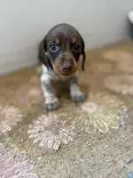 Cookie , a female Miniature Dachshund for sale in Chickasha, OK – 3 of 4
