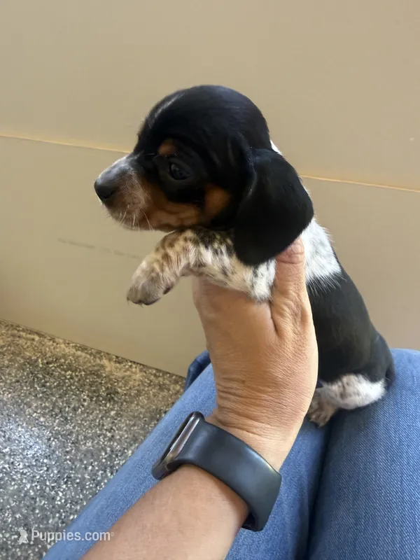 Bo – Miniature Dachshund puppy for sale in Chickasha, OK