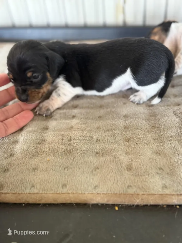 wilson – Miniature Dachshund puppy for sale in Chickasha, OK