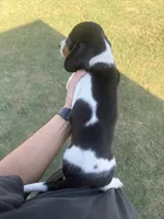 Moose , a male Miniature Dachshund for sale in Chickasha, OK – 4 of 4